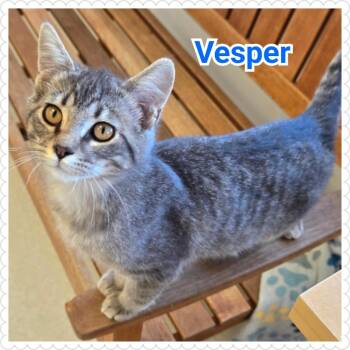 Domestic Short Hair Cats Available for Adoption in North Saint Paul, Minnesota - Vesper | PetCurious
