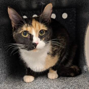 Shock -  Domestic Short Hair Cat for Adoption in Greenville, South Carolina - Shock | PetCurious