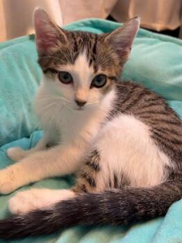 Missus Fohawk -  Domestic Short Hair Cat for Adoption in Hudson, New Hampshire - Missus Fohawk | PetCurious