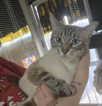 Rescue Siamese Cats for Adoption in Pompano Beach, Florida - POPE | PetCurious