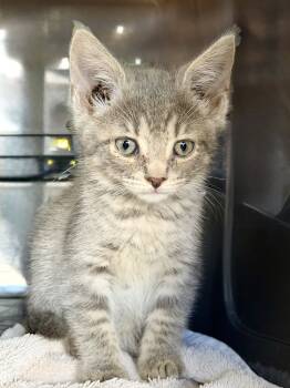 Rescue Domestic Short Hair Cats for Adoption in Chicago, Illinois - Allie | PetCurious