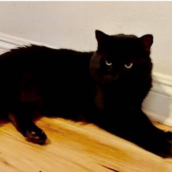 Francis Michael -  Domestic Medium Hair Cat for Adoption in Camarillo, California - Francis Michael | PetCurious