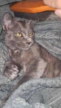 Smokey -  Domestic Medium Hair Cat for Adoption in Lancaster, California - Smokey | PetCurious
