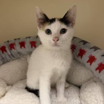 Paisley -  Domestic Short Hair Cat for Adoption in Cooperstown, New York - Paisley | PetCurious