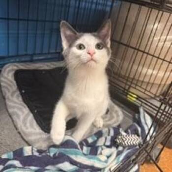 Spottingham -  Domestic Short Hair Cat for Adoption in Louisville, Kentucky - Spottingham | PetCurious