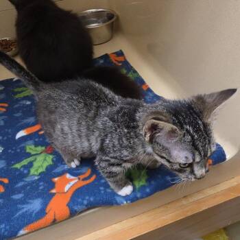 Gipsee -  Tabby and Tiger Cat for Adoption in Clarksville, Virginia - Gipsee | PetCurious