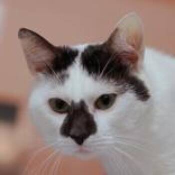 Domestic Short Hair Cats Available for Adoption in Hilliard, Ohio - Ferguson | PetCurious