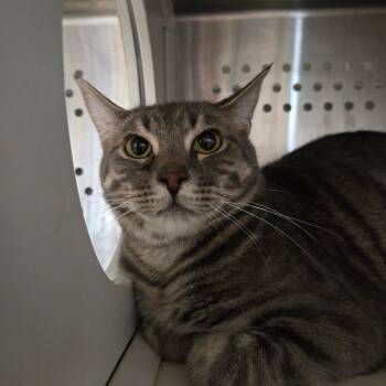Mister Timmy -  Domestic Short Hair Cat for Adoption in Dearborn, Michigan - Mister Timmy | PetCurious