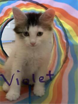 Violet -  Domestic Medium Hair Cat for Adoption in Oviedo, Florida - Violet | PetCurious