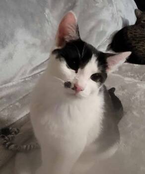 Rescue Domestic Short Hair Cats for Adoption in Gorham, Maine - Mo Croft | PetCurious