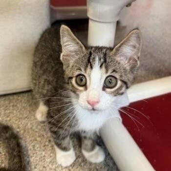 Rescue Domestic Short Hair Cats for Adoption in Sarasota, Florida - Tape Measure | PetCurious