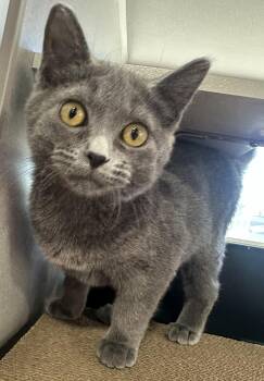 Pebbles -  Domestic Short Hair Cat for Adoption in Webster City, Iowa - Pebbles | PetCurious
