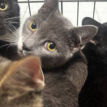 Domestic Short Hair Cats Available for Adoption in Philadelphia, Pennsylvania - Boba Fet | PetCurious