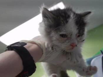 MALCOLM -  Domestic Short Hair Cat for Adoption in Omaha, Nebraska - MALCOLM | PetCurious