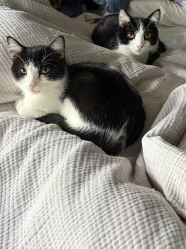 Tuxedo and Domestic Short Hair Cats Available for Adoption - Ollie & Oskie Siblings | PetCurious