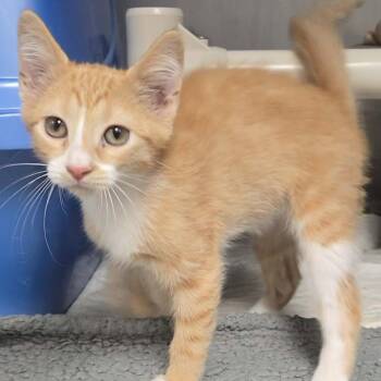 Fiona -  Domestic Short Hair Cat for Adoption in Sunrise Beach, Missouri - Fiona | PetCurious