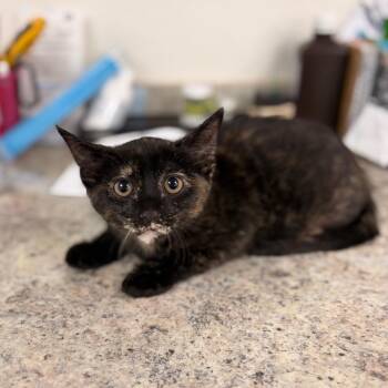 Mabel -  Domestic Short Hair Cat for Adoption in Spokane, Washington - Mabel | PetCurious