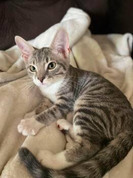 Tangle -  Domestic Short Hair Cat for Adoption in Hartville, Ohio - Tangle | PetCurious