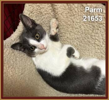 PARM (see also BRIE and siblings) -  Domestic Short Hair Cat for Adoption in Marietta, Georgia - PARM (see Also BRIE And Siblings) | PetCurious