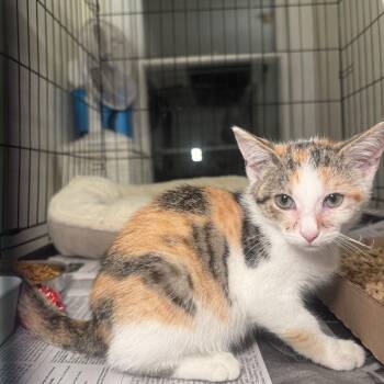 Jewel -  Domestic Short Hair Cat for Adoption in Summerlee, West Virginia - Jewel | PetCurious