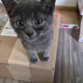 Bacon (All Night Diner Litter) -  Domestic Short Hair Cat for Adoption in Baltimore, Maryland - Bacon (All Night Diner Litter) | PetCurious