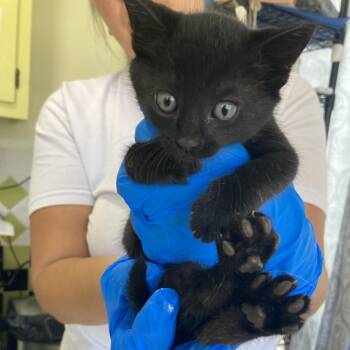 Figgy (COH-A-67177) -  Domestic Short Hair Cat for Adoption in Volcano, Hawaii - Figgy (COH-A-67177) | PetCurious