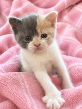 Toffee -  Domestic Short Hair and Calico Cat for Adoption in Greensboro, North Carolina - Toffee | PetCurious