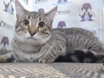 Domestic Short Hair Cats Available for Adoption - BROWNIE | PetCurious
