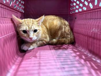 GINGER -  Domestic Short Hair Cat for Adoption in Rowlett, Texas - GINGER | PetCurious