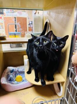 Rescue Domestic Short Hair Cats for Adoption in Poinciana, Florida - Willie | PetCurious