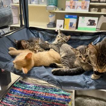 Rescue Domestic Short Hair Cats for Adoption in Sioux Falls, South Dakota - Concrete | PetCurious