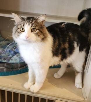 Big Daddy -  Domestic Long Hair and Tabby Cat for Adoption in Fairfield, Iowa - Big Daddy | PetCurious