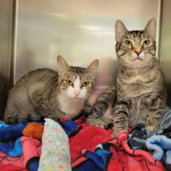 Nyx -  Domestic Short Hair Cat for Adoption in Columbia, Missouri - Nyx | PetCurious