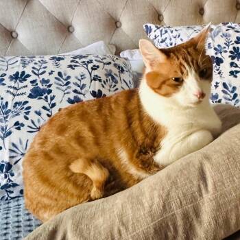 Domestic Short Hair Cats Available for Adoption in Baltimore, Maryland - Baby | PetCurious
