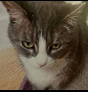 Weeny -  Domestic Short Hair Cat for Adoption in Windsor, Connecticut - Weeny | PetCurious