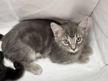 PILLOW CAT -  Domestic Short Hair Cat for Adoption in Antioch, California - PILLOW CAT | PetCurious
