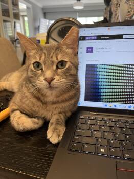 Taz -  Domestic Short Hair Cat for Adoption in Toronto, Ontario - Taz | PetCurious