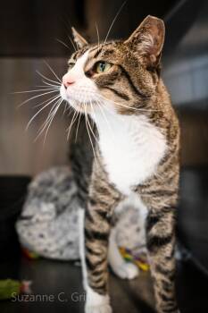 Oppy -  Domestic Short Hair Cat Available for Adoption in Elmwood, Louisiana - Oppy | PetCurious