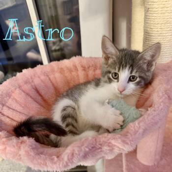 Domestic Short Hair Cats Available for Adoption in Syracuse, New York - Astro | PetCurious