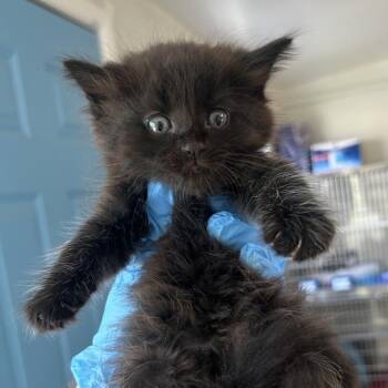 Hyacinth Carlsbad -  Domestic Medium Hair Cat for Adoption in Denver, Colorado - Hyacinth Carlsbad | PetCurious
