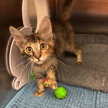 Sharpei -  Domestic Long Hair Cat for Adoption in Los Angeles, California - Sharpei | PetCurious