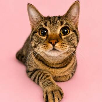 Domestic Short Hair Cats Available for Adoption in Concord, North Carolina - Dawn | PetCurious
