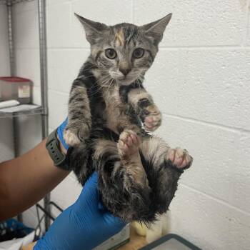 Brie -  Domestic Short Hair Cat for Adoption in Edinburg, Texas - Brie | PetCurious