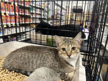 Jojo -  Tabby Cat for Adoption in Deltona, Florida - Jojo | PetCurious