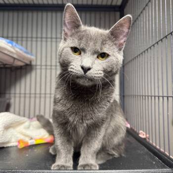 Rescue Domestic Short Hair Cats for Adoption in Puslinch, Ontario - Snug | PetCurious