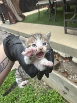 Domestic Medium Hair Cats Available for Adoption in Dallas, Texas - DERPY | PetCurious