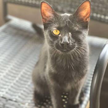 Domestic Short Hair Cats Available for Adoption - Kikko | PetCurious