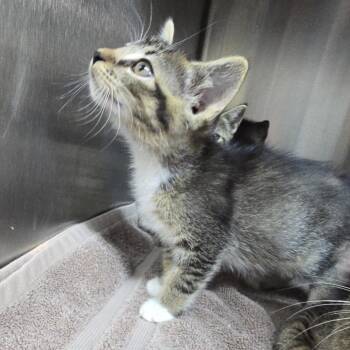 Mivya 26-0634 -  Domestic Short Hair Cat for Adoption in Yanceyville, North Carolina - Mivya 26-0634 | PetCurious
