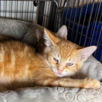 Terrell -  Domestic Short Hair Cat for Adoption in Saginaw, Michigan - Terrell | PetCurious