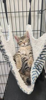 Domestic Short Hair Cats Available for Adoption in Chambersburg, Pennsylvania - Fearow | PetCurious